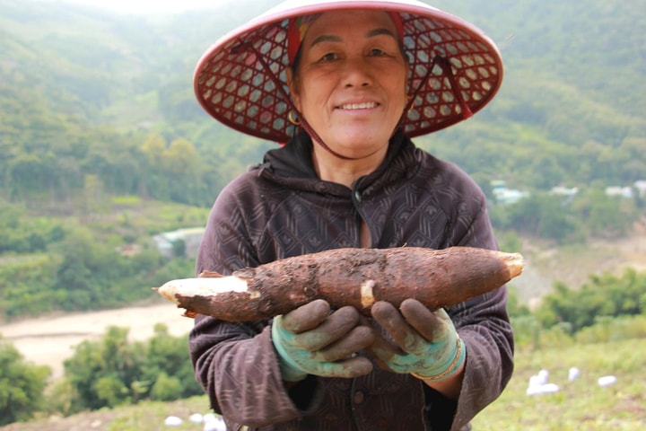 Mường Lát rộn ràng mùa sắn vàng