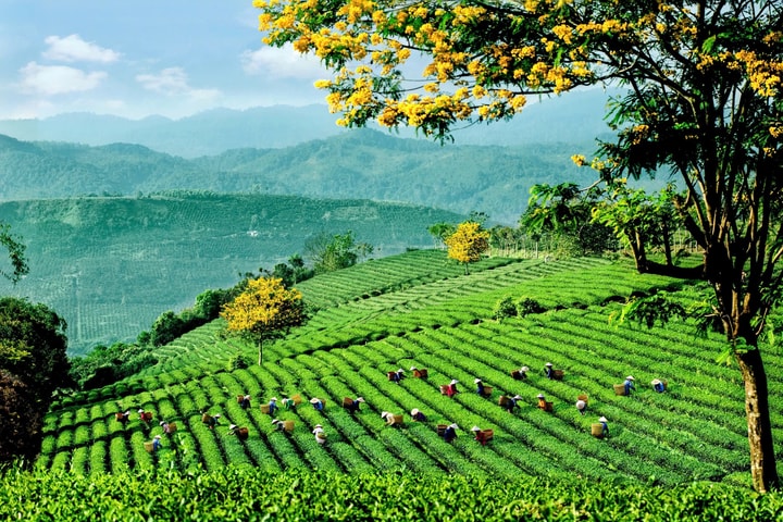 Lễ hội Trà Quốc tế 2025 –động lực phát triển ngành Trà