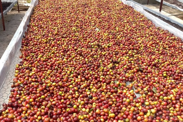 Cà phê Arabica - cây “xóa đói giảm nghèo” ở Sơn La