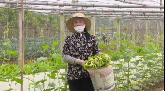 Phụ nữ nhiều xã của Hà Nội tiên phong xây dựng "Cánh đồng xanh 3-0"