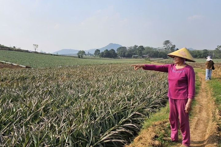 Xác định nguyên nhân dứa chết bất thường khiến người dân lo lắng