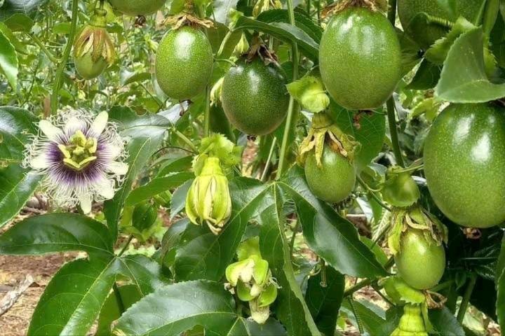 Phát triển ngành hàng chanh dây tỷ đô, tránh vết xe đổ của giai đoạn ồ ạt