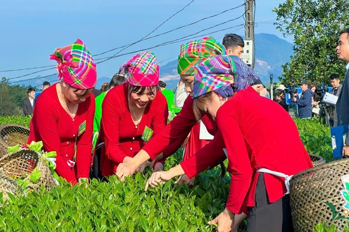 Đặc sắc Hội thi 'Bàn tay vàng chế biến chè'