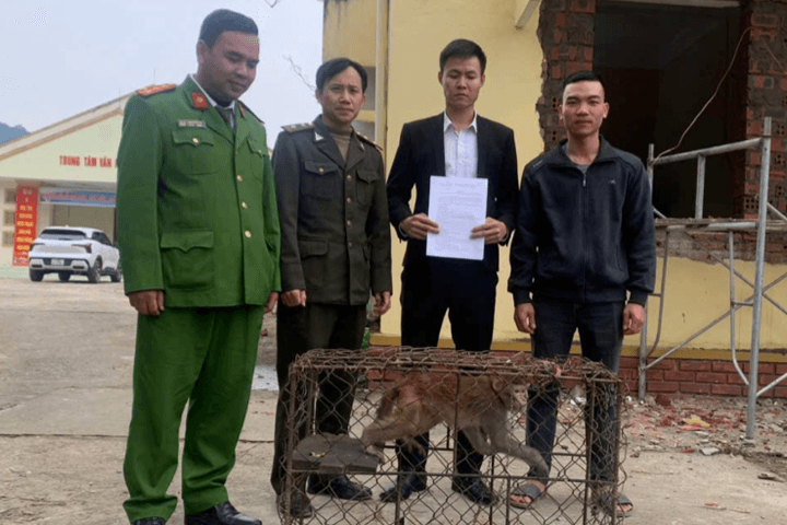 Vận động giao nộp cá thể Khỉ vàng thuộc danh mục nguy cấp
