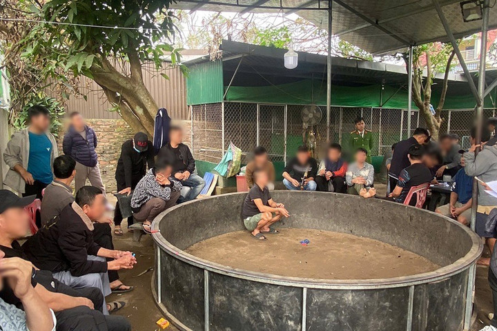 Đột kích sới gà giữa khu dân cư, bắt giữ 28 đối tượng