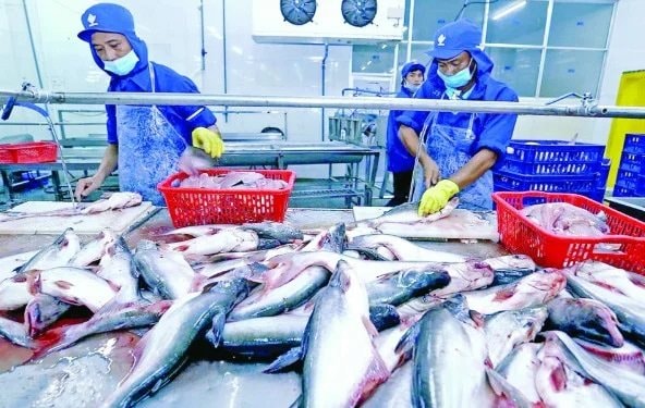 Ngành cá tra Việt Nam trước nhiều cơ hội trong xuất khẩu
