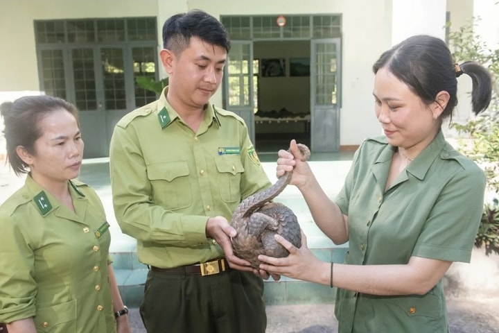 Thả 5 cá thể động vật hoang dã quý hiếm về Vườn Quốc gia Chư Mom Ray