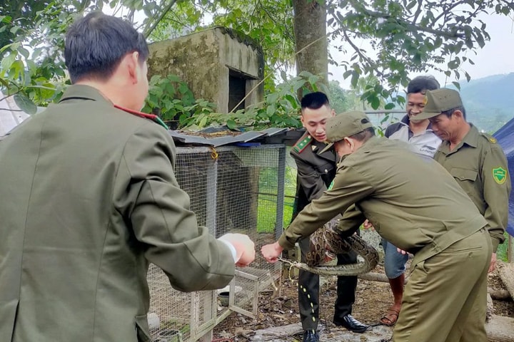 Bắt được trăn gấm 10 kg trên đồi, bàn giao cho cơ quan chức năng