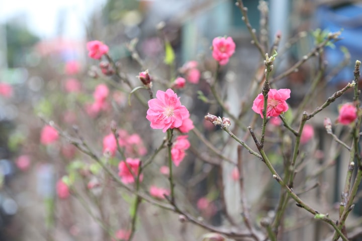 Hình ảnh hoa đào xuống phố sớm