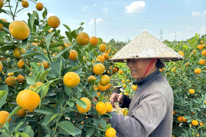 Thủ phủ quất Tết Hội An phấn khởi khi lượng tiêu thụ mạnh