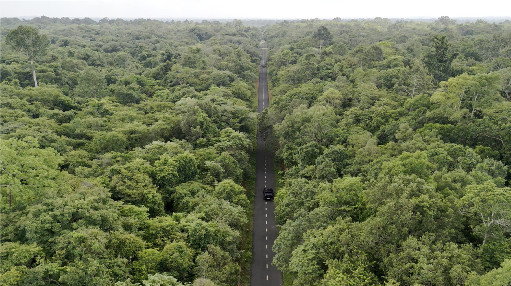 Hồi sinh những cánh rừng “vô sinh”