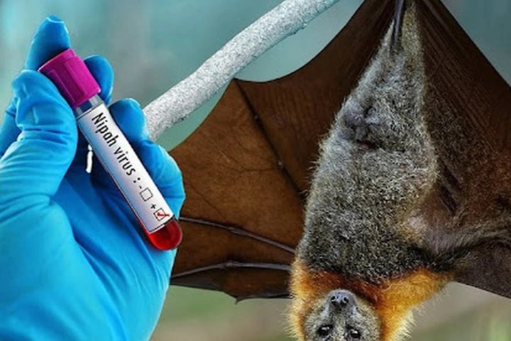 Hà Nội: Chủ động công tác phòng, chống bệnh do virus Nipah