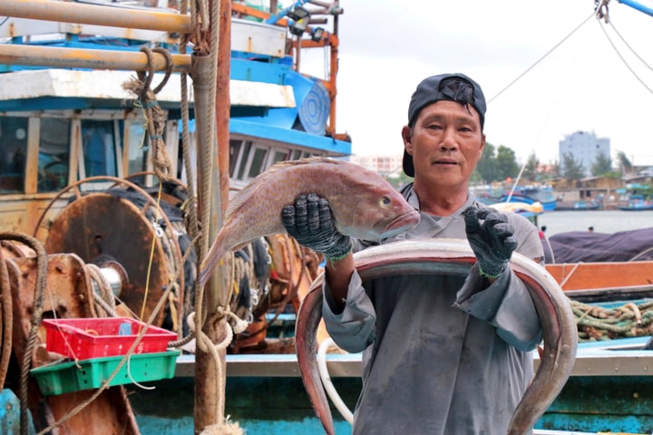 Đà Nẵng đẩy mạnh chống khai thác IUU, kiểm tra toàn diện tàu cá và doanh nghiệp xuất khẩu