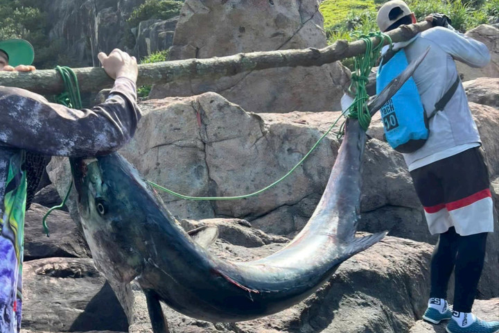 Cần thủ Đà Nẵng câu được cá thu nặng 63 kg tại ghềnh đá Sơn Trà