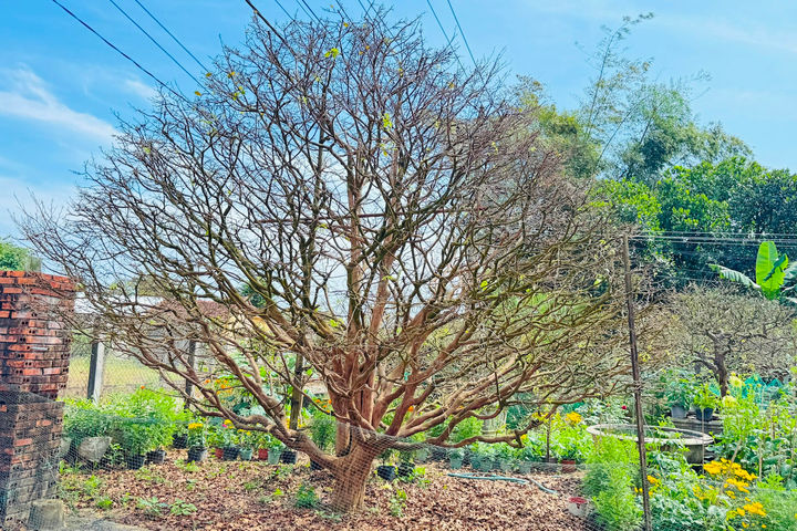 Ngắm cây mai vàng hơn 70 năm tuổi, giá 3,5 tỷ đồng