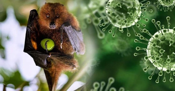 Chưa có vaccine, Bộ Y tế công bố phác đồ điều trị bệnh do virus Nipah