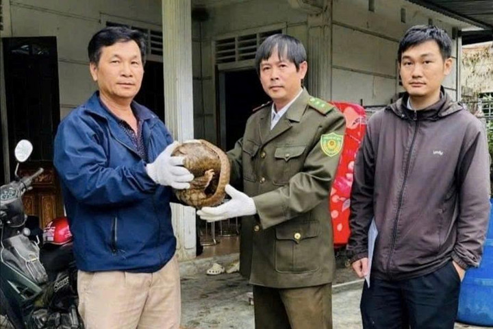 Người dân giao nộp tê tê quý hiếm cho lực lượng kiểm lâm