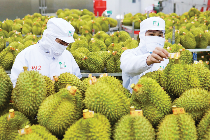 Xuất khẩu rau quả củng cố nền tảng để thiết lập dấu mốc mới