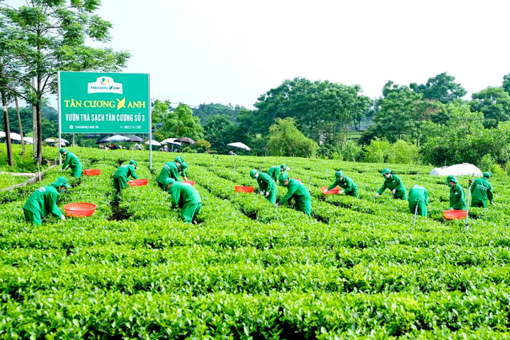 Chuẩn hóa vùng nguyên liệu, mở đường nâng tầm giá trị chè Thái Nguyên