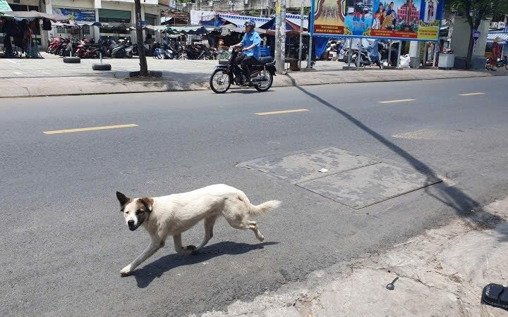 Tây Ninh ghi nhận 2 ổ dịch dại