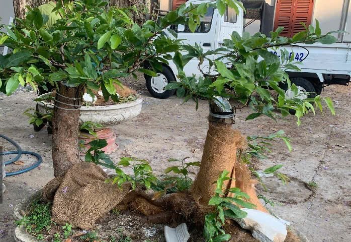 Cần làm rõ nguồn gốc 42 gốc mai vàng bị tịch thu ở Côn Đảo