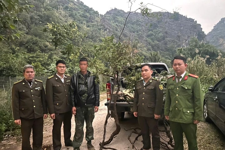 Ninh Bình: Ngăn chặn, xử lý nghiêm hành vi khai thác trái phép cây muội hồng