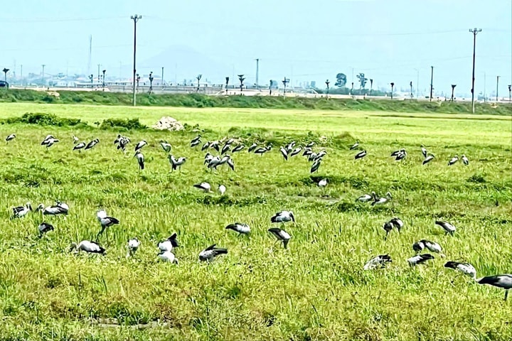 Đàn cò nhạn quý hiếm hàng trăm con bất ngờ xuất hiện tại Hà Tĩnh