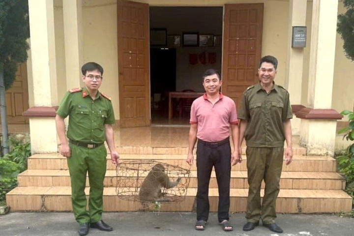 Ninh Bình: Người dân tự nguyện giao nộp cá thể khỉ mốc quý hiếm