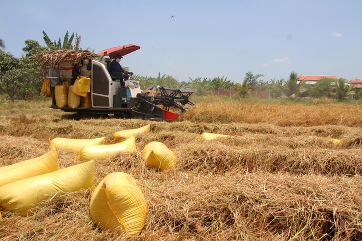 Hội thảo giải pháp kết nối sản xuất, tiêu thụ ngành hàng lúa gạo