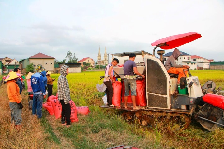 "Ăn lễ" trên đồng lúa chín