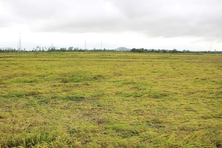 Hà Tĩnh: Gần 5.900 ha lúa xuân bị đổ ngã sau đêm dông lốc