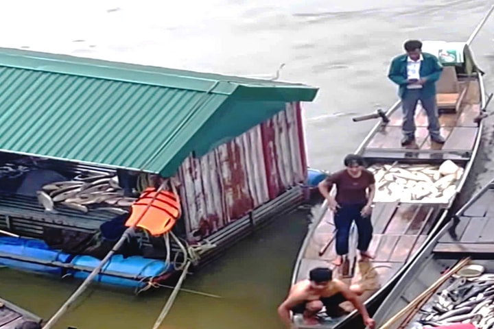 Nghệ An: Cá nuôi lồng chết hàng loạt trên sông Lam