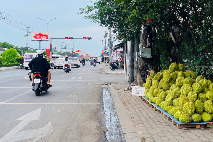 Giá sầu riêng giảm sâu tại ĐBSCL