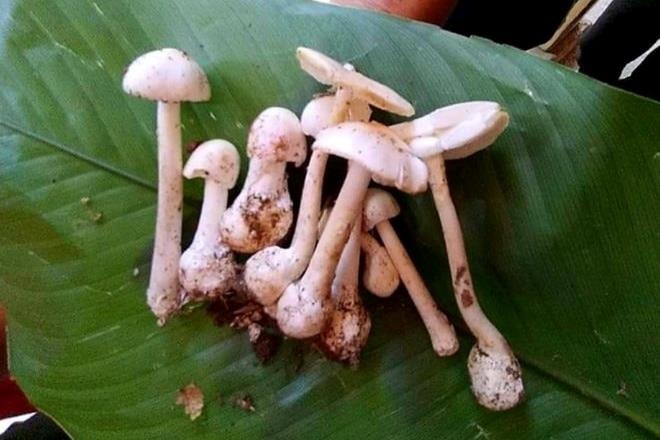 Nghi ăn phải nấm độc, 5 người nhập viện, 1 người tử vong