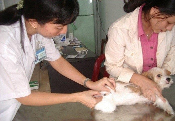 4 ca tử vong do bệnh dại, ngành y tế TP.HCM triển khai biện pháp gì?