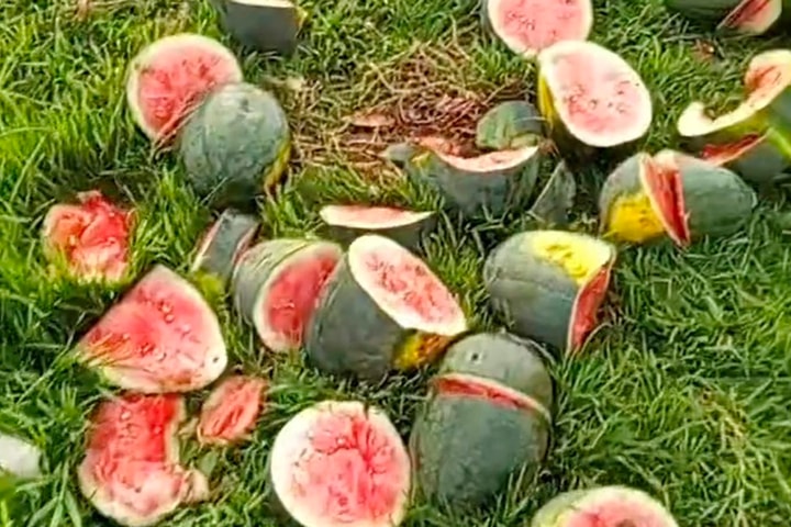 Công an vào cuộc vụ ruộng dưa hấu bị chặt phá