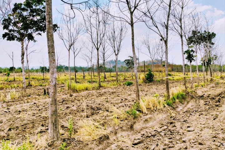 Gia Lai và “bài toán" chuyển đổi hơn 22 nghìn ha cao su bị chết, kém hiệu quả