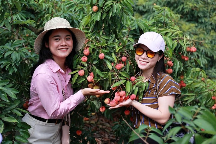 Hải Phòng phát triển tour trải nghiệm mùa vải chín ở vùng quê xứ Đông