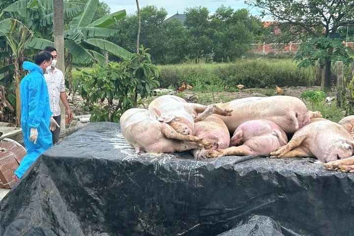 Khởi tố 3 đối tượng mua bán lợn mắc dịch tả châu Phi đưa vào lò mổ