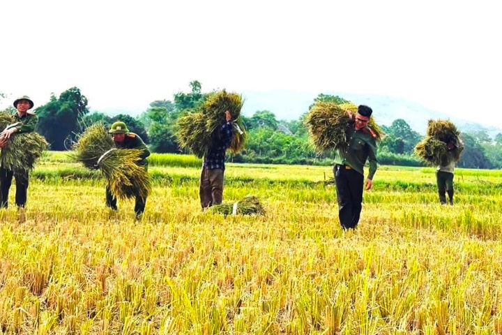 Ấm tình màu áo xanh công an giúp dân gặt lúa