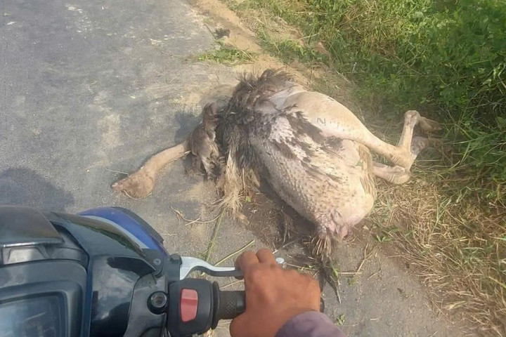 Xác minh nguyên nhân nhiều con đà điểu chết ven quốc lộ