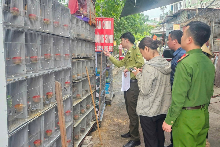Phát hiện gần 1.000 cá thể chim hoang dã bị nuôi nhốt
