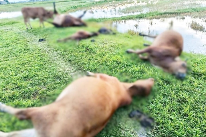 Sét đánh chết đàn bò 5 con trong đêm