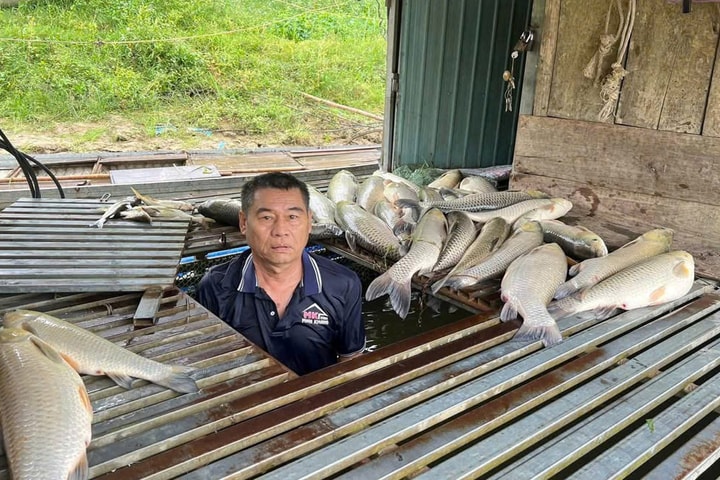 Nghệ An: Chưa phát hiện bất thường trong vụ cá chết hàng loạt