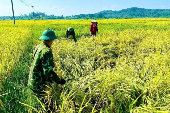 Người dân Thanh Hóa đội nắng kỷ lục thu hoạch lúa vụ xuân