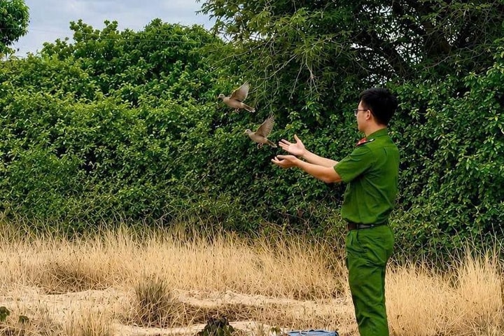 Phát hiện lưới “tàng hình” bẫy, bắt chim hoang dã
