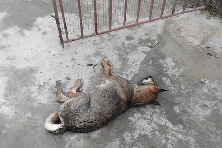 Người đàn ông tử vong nghi do bệnh dại sau khi bị chó nhà cắn