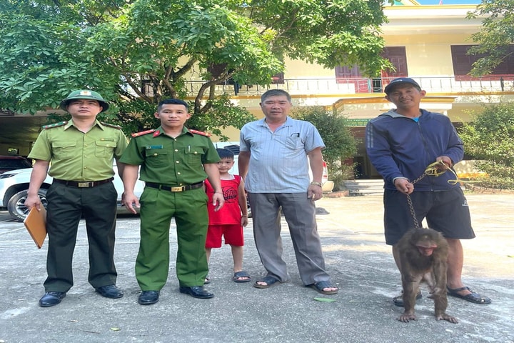 Khỉ mặt đỏ quý hiếm được thả về môi trường tự nhiên