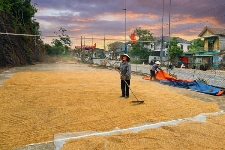 Cơn dông trên tóc mẹ và hạt lúa của đời người