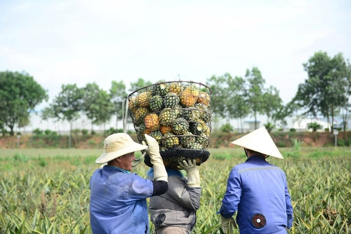 Dứa rớt giá: Cần xây dựng đầu ra bền vững cho nông sản